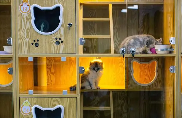 玉溪猫舍在哪里-宠物网