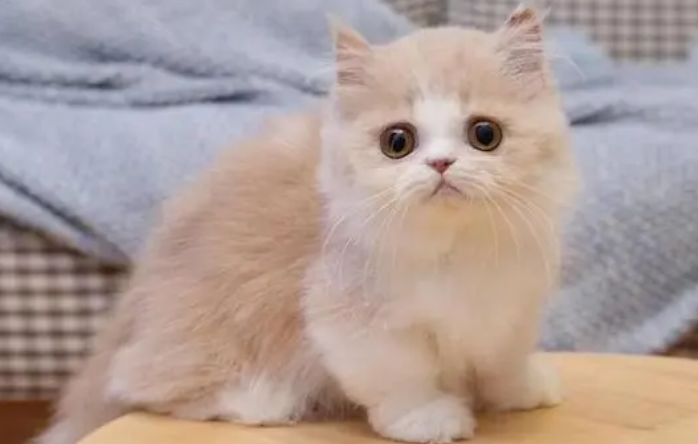 曼基康猫怎么洗澡?怎么帮它洗? 曼基康猫怎么洗澡?怎么帮它洗?