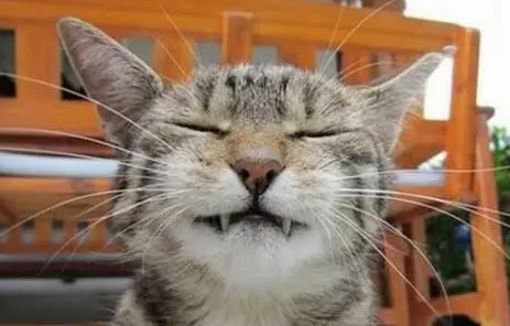 小猫咪真的会笑吗
