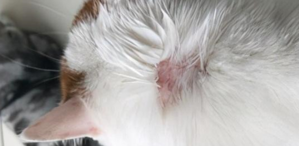 猫病大全和治疗方法 猫病大全和治疗方法