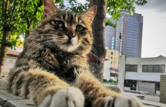 养猫最好养什么猫