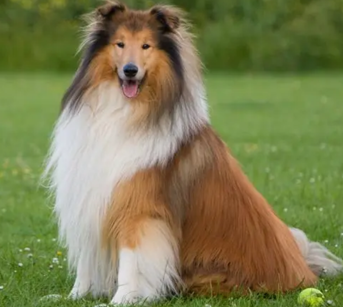 苏格兰牧羊犬得细小怎么办？这些方法你都知道吗？