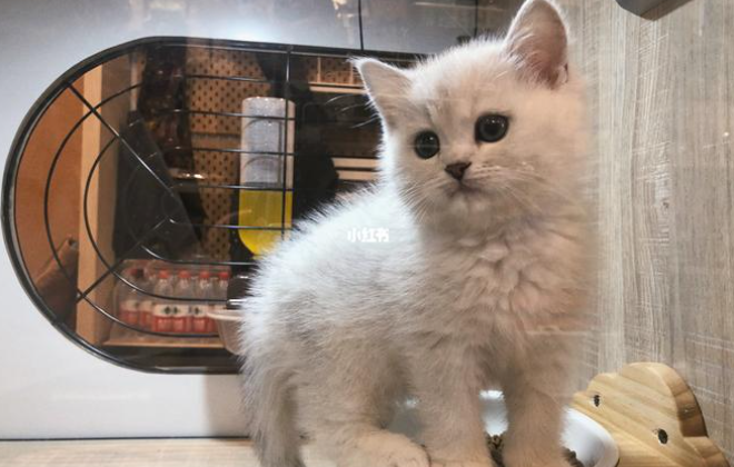 宠物店的流浪猫要钱吗