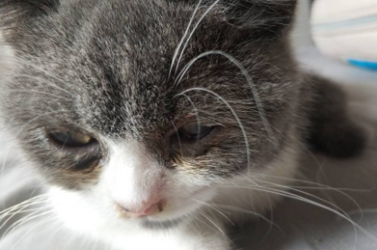 猫咪眼屎擦不干净怎么办 猫咪眼屎擦不干净怎么办