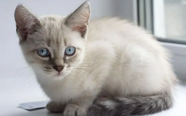 重点色短毛猫掉毛怎么办？这个方法让你不再烦恼