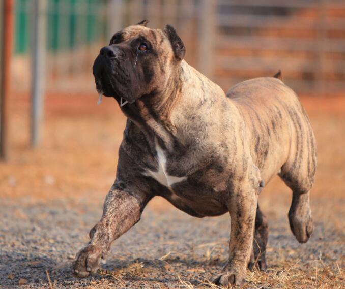加纳利犬不能吃什么东西?不知道来瞧瞧 加纳利犬不能吃什么东西?不知道来瞧瞧