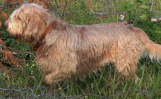 奥达猎犬随行怎么训练?要讲究方法 奥达猎犬随行怎么训练?要讲究方法
