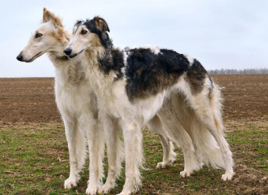 苏俄猎狼犬产后怎么下奶?看这里~ 苏俄猎狼犬产后怎么下奶?看这里~