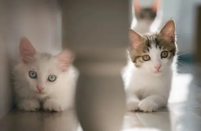 田园猫怎么不怕猫瘟 田园猫怎么不怕猫瘟