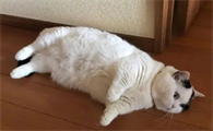 猫咪为什么趴地上睡了呢