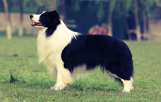史宾格犬瘦怎么办?可能是这些原因 史宾格犬瘦怎么办?可能是这些原因