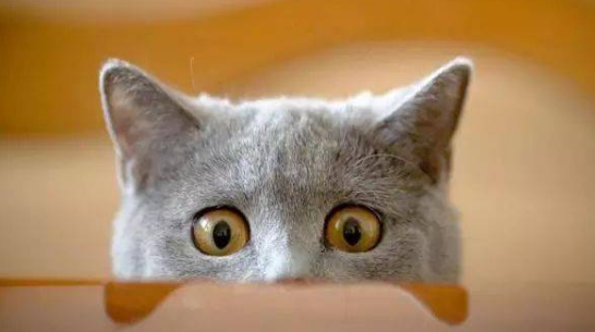 猫最害怕的照片 猫最害怕的照片