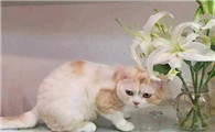百合花的香味对猫咪的影响