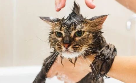猫咪洗澡水为什么变红了呢 猫咪洗澡水为什么变红了呢