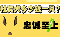 欧美明星偏爱的杜宾犬多少钱一只?了解一下