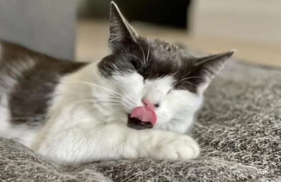 为什么不能让猫咪和你亲近呢