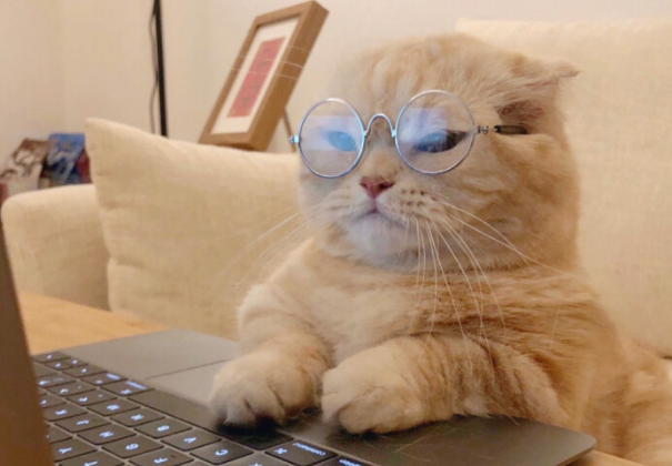猫晚上会变成人吗