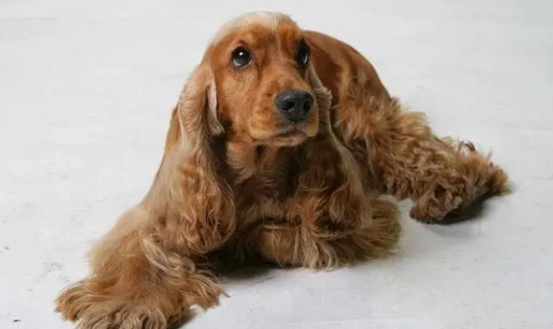 美卡犬为什么那么贵?原来竟是因为这个 美卡犬为什么那么贵?原来竟是因为这个
