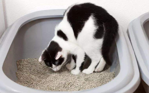 不能当着猫咪的面铲屎