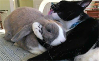 养兔子还是养猫好