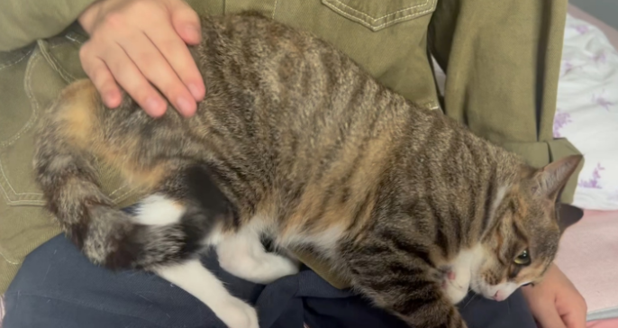 猫为什么只粘我男朋友
