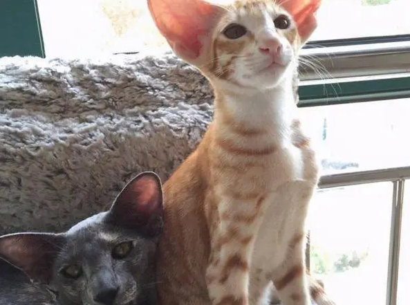 为什么日本的猫咪很瘦呢
