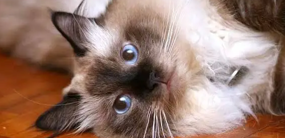 伯曼猫假孕是怎么回事，小编告诉你真相！