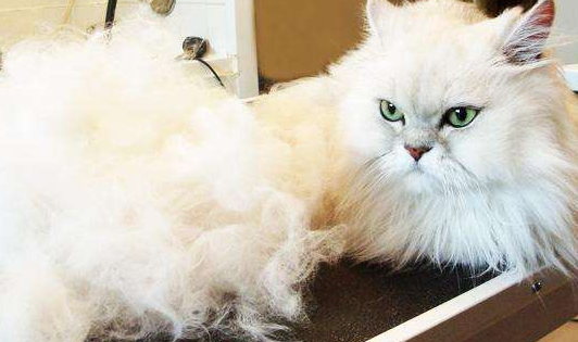 家里猫掉毛太厉害了怎么办 家里猫掉毛太厉害了怎么办