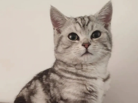 虎斑猫有什么优缺点?这里可以了解~ 虎斑猫有什么优缺点?这里可以了解~