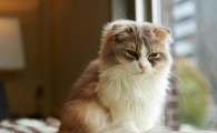 如何惹一只猫生气