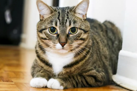 狸花猫为什么不吃猫粮?这里有答案~ 狸花猫为什么不吃猫粮?这里有答案~