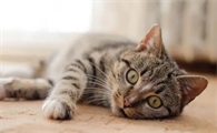 猫咪随时都会应激么为什么呢