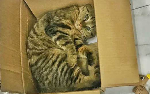 猫咪为什么要塞纸箱里面