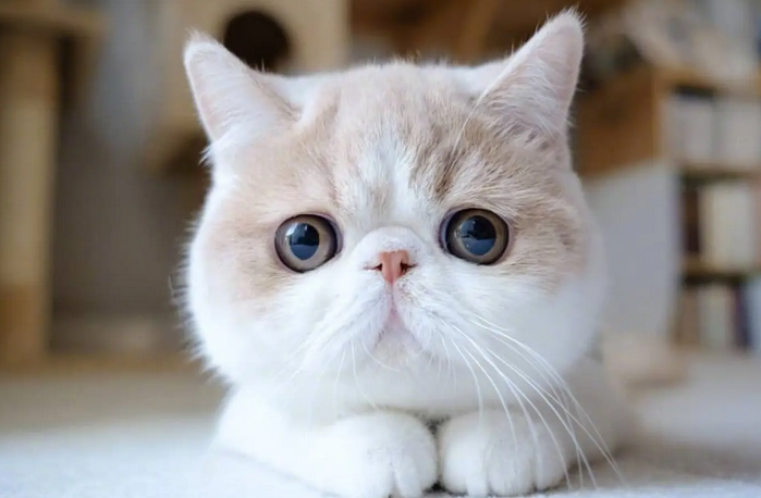 猫身上的气味为什么那么香