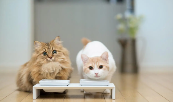 猫咪为什么爱吃鸡腿骨头呢 猫咪为什么爱吃鸡腿骨头呢