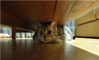 猫咪躲床底下是什么缘故