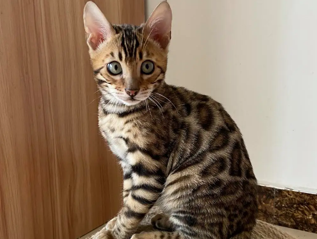 遇到豹猫便秘了应该怎么做?快来看看症状及治疗方法 遇到豹猫便秘了应该怎么做?快来看看症状及治疗方法