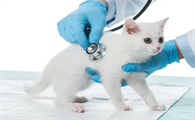 猫传腹如何自检