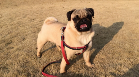 怎么判断巴哥犬感冒了？想养的看这里