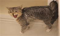 怎样阻止猫在晚上嚎叫