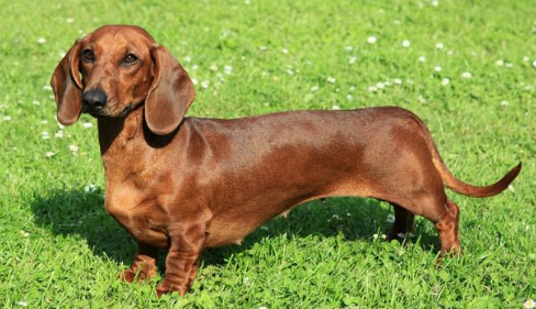 腊肠犬不能吃什么东西?宠主可以了解一下! 腊肠犬不能吃什么东西?宠主可以了解一下!