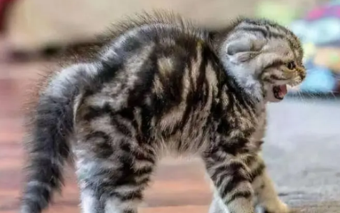 为什么有些猫咪的尾巴小呢