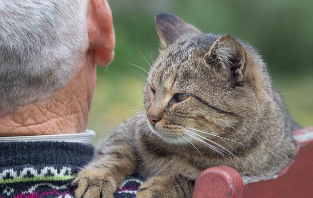 猫咪为什么亲近老人的嘴巴
