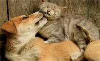 猫和狗有什么区别