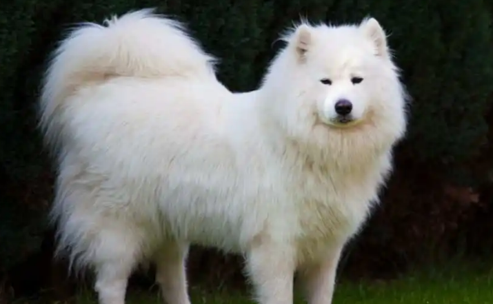 萨摩耶犬为什么没人养?你知道原因吗? 萨摩耶犬为什么没人养?你知道原因吗?