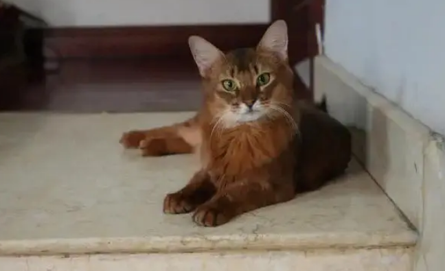索马里猫性格怎么样?一起来了解一下 索马里猫性格怎么样?一起来了解一下