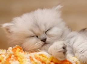 猫咪为什么忽然喜欢独睡