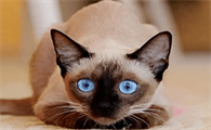 小猫咪睡觉会做梦吗