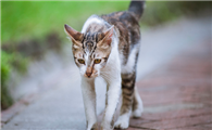 猫咪预感死亡离家的原因
