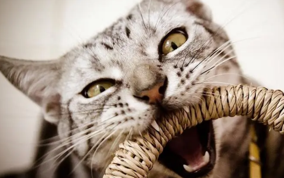 猫咪为什么要乱咬东西呢